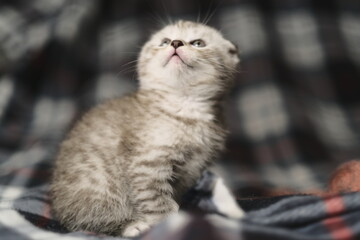 Scottish fold silver tabby.