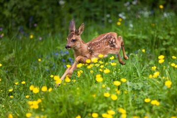 Roe Deer, capreolus capreolus, Foan running through Flowers, Normandy © slowmotiongli