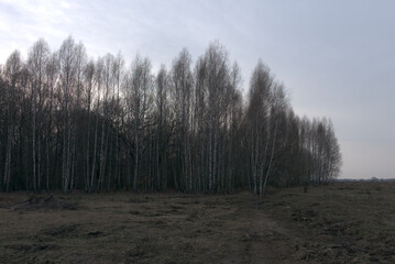 Fototapeta na wymiar A birch grove in a late spring evening. Leafless trees in March.