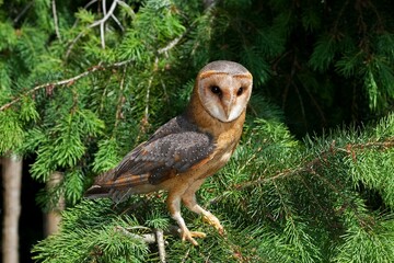 Barn Owl, tyto alba, Adult standing in Pine Tree