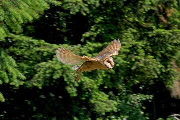 Barn Owl, tyto alba, Adult in Flight