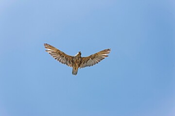 Saker Falcon, falco cherrug, Adult in Flight against Blue Sky