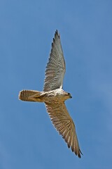 Saker Falcon, falco cherrug, Adult in Flight against Blue Sky