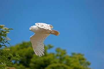 Snowy Owl, nyctea scandiaca, Adult in Flight