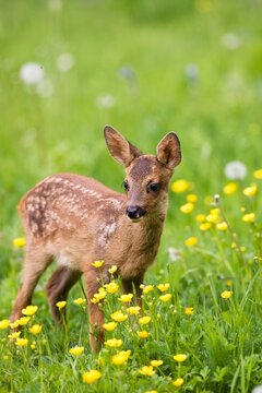 Roe Deer, capreolus capreolus, Foan with Flowers, Normandy