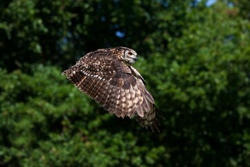 Cape Eagle Owl, bubo capensis, Adult in Flight
