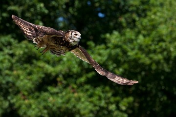 Cape Eagle Owl, bubo capensis, Adult in Flight