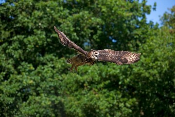 Cape Eagle Owl, bubo capensis, Adult in Flight