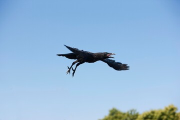 Common Raven, corvus corax, Adult in Flight against Blue Sky