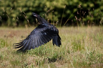 Common Raven, corvus corax, Adult in Flight