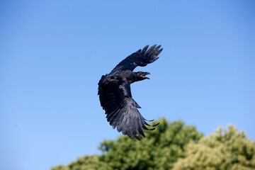 Common Raven, corvus corax, Adult in Flight against Blue Sky
