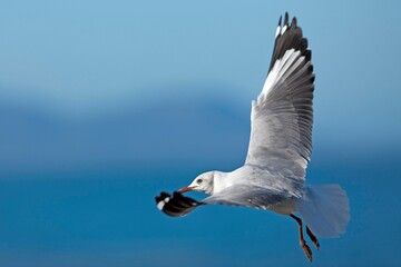 Hartlaub's Gull or King Gull, larus hartlaubii, Immature in Flight, Hermanus in South Africa