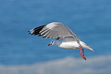 Hartlaub's Gull or King Gull, larus hartlaubii, Adult in Flight, Hermanus in South Africa