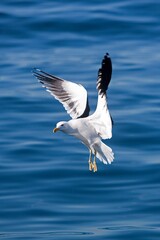 Fototapeta na wymiar Kelp Gull, larus dominicanus, Adult in Flight, False Bay in South Africa