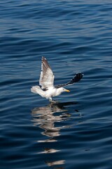 Kelp Gull, larus dominicanus, Adult in Flight, Fishing, False Bay in South Africa
