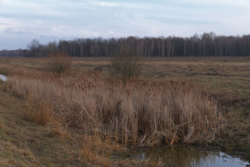 Reed thickets on a small boggy river in the evening. Evening landscape. Overcast weather.