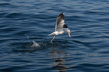 Kelp Gull, larus dominicanus, Adult in Flight, Fishing, with Fish in Beak, False Bay in South Africa