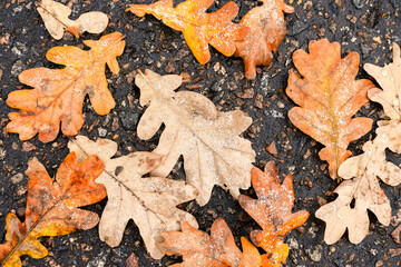 autumn leaves on the ground