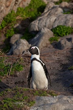 Jackass Penguin or African Penguin, spheniscus demersus, Adult, Betty's Bay in South Africa