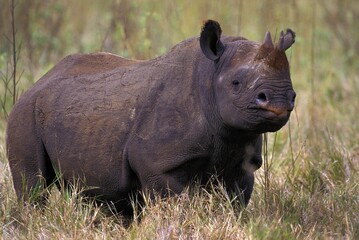 Black Rhinoceros, diceros bicornis, Adult standing in Long Grass, Kenya