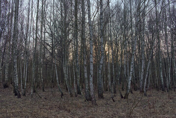 Birch grove on a spring evening. Leafless trees at dusk. Overcast weather.