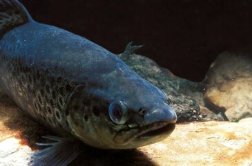 Brown Trout, salmo trutta fario, Adult