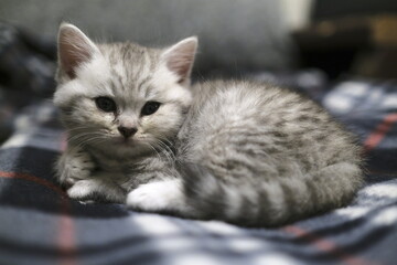 Scottish straight kitten  watching right into your eyes through camera