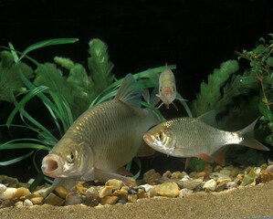 Rudd, scardinius erythrophthalmus, Adult with Young