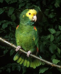 Yellow Headed Parrot, amazona oratrix, Adult standing on Branch