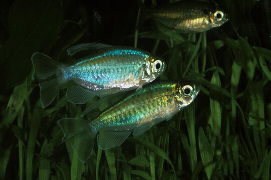 Congo Tetra, phenacogrammus interruptus, Aquarium Fishes