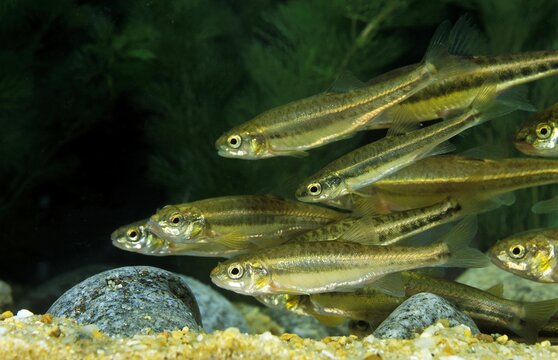 Minnow, phoxinus phoxinus, Group of Adults