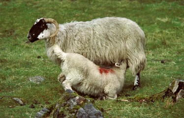 Obraz premium Shetland Sheep, Ewe with Lamb suckling