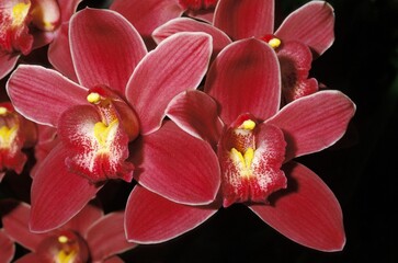 Lady Moxham Mary Orchid, cymbidium sp, Flower against Black Background