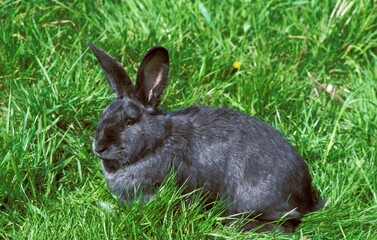 Vienna Blue Domestic Rabbit, Adult standing on Grass