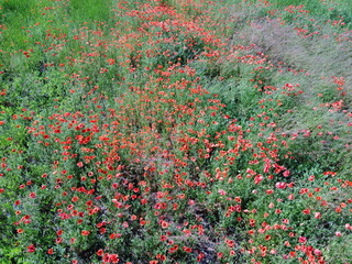 Red poppies bloom among field herbs in sunny weather, aerial view.