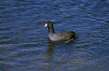 American Coot, fulica americana, Adult standing on Water