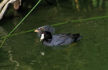 Common Coot, fulica atra, Adult with Chick standing on Water
