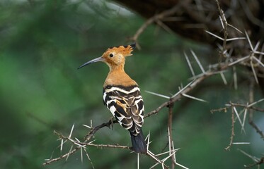 Hoopoe, upupa epops, Adult standing on Acacia Branch, Kenya © slowmotiongli