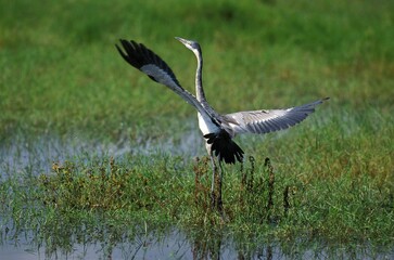 Black Headed Heron, ardea melanocephala, Adult in Flight, Kenya