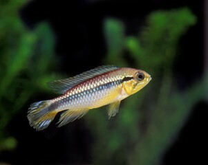 Golden Dwarf Cichlid, nannacara anomala, Aquarium Fish