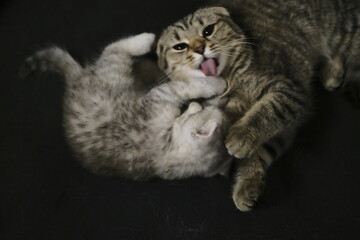 Fototapeta na wymiar Playing and licking each other scottish fold and straight cats. 