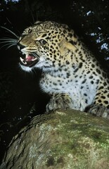 Persian Leopard, panthera pardus saxicolor, Adult standing on Rock, Snarling