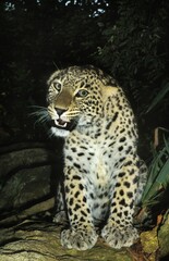 Fototapeta na wymiar Persian Leopard, panthera pardus saxicolor, Adult standing on Rock, Snarling