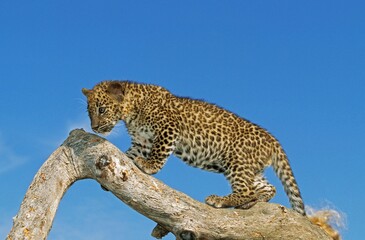 Leopard, panthera pardus, Cub standing on Branch against Blue Sky