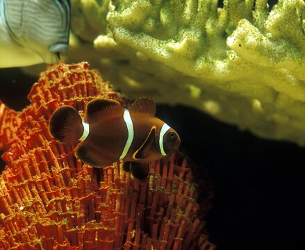 Spine Cheek Anemonefish or Maroon Clownfish, premnas biaculeatus, with Coral