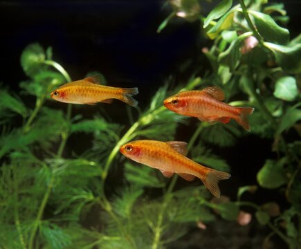 Cherry Barb, puntius titteya, Aquarium Fishes