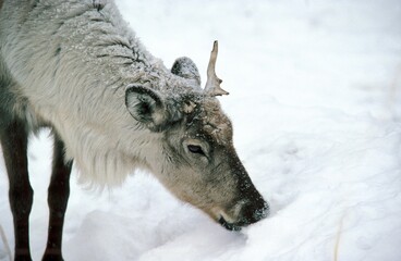 Reindeer, rangifer tarandus, Adult looking for Food in Snow