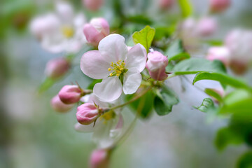 Fototapeta na wymiar blooming cherry tree in spring garden