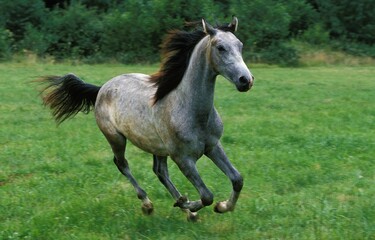 Naklejka na ściany i meble Shagya Horse, Adult Galloping through Meadow
