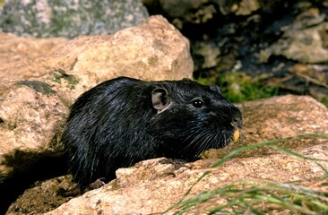 Coruro Rat, spalacopus cyanus, Adult standing on Rock